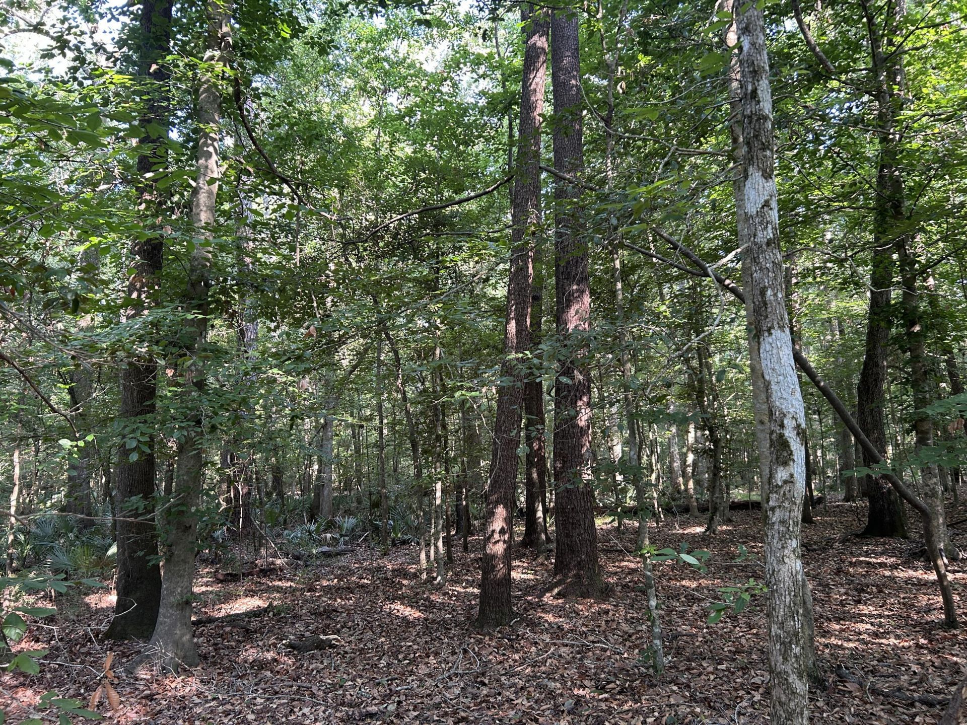 0 Swamp Fox Drive Photo 6