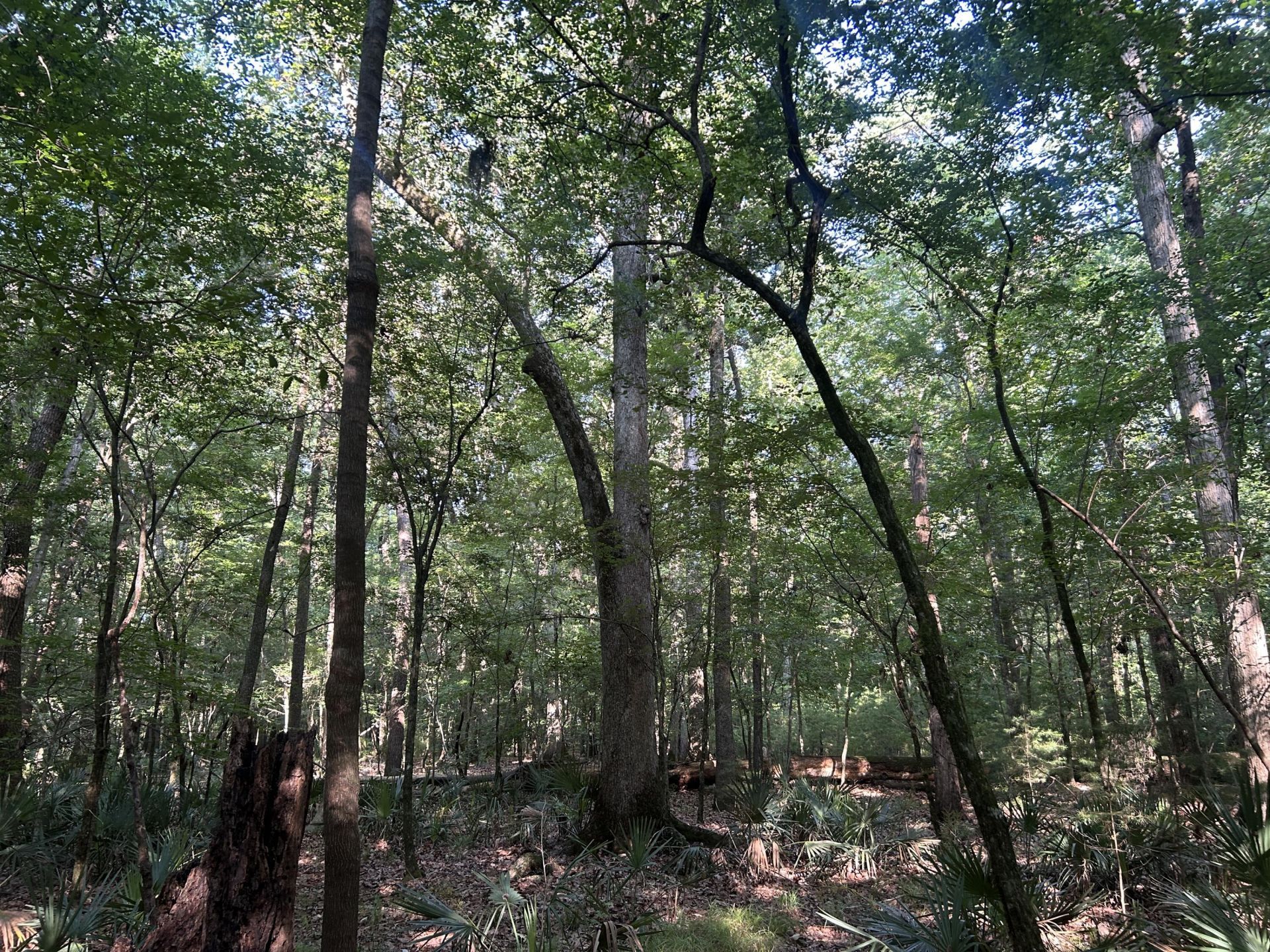 0 Swamp Fox Drive Photo 8