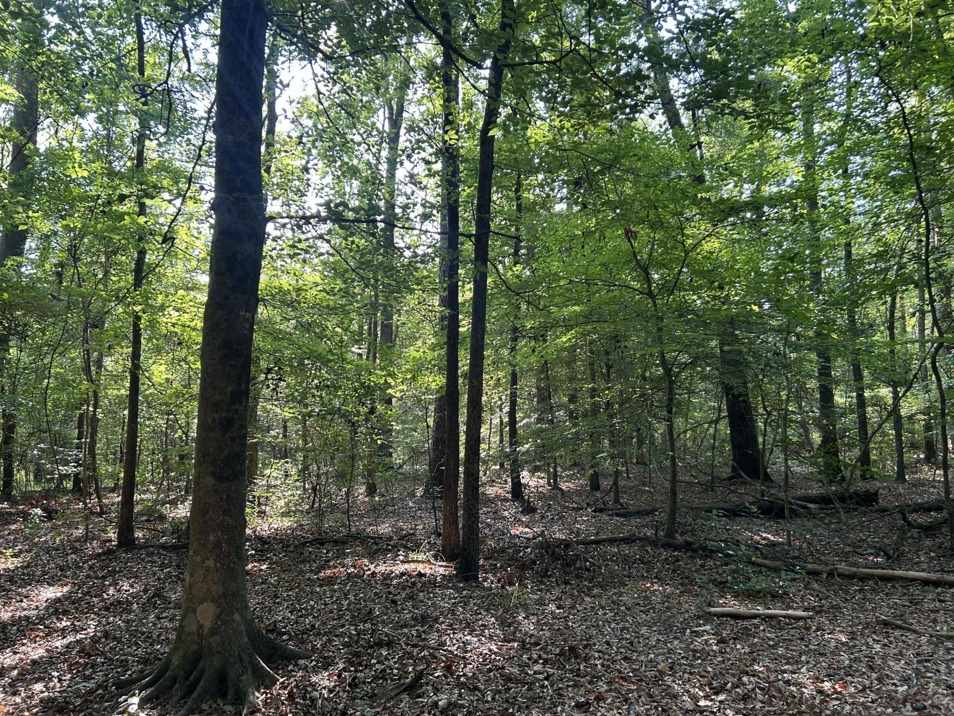 0 Swamp Fox Drive Photo 9