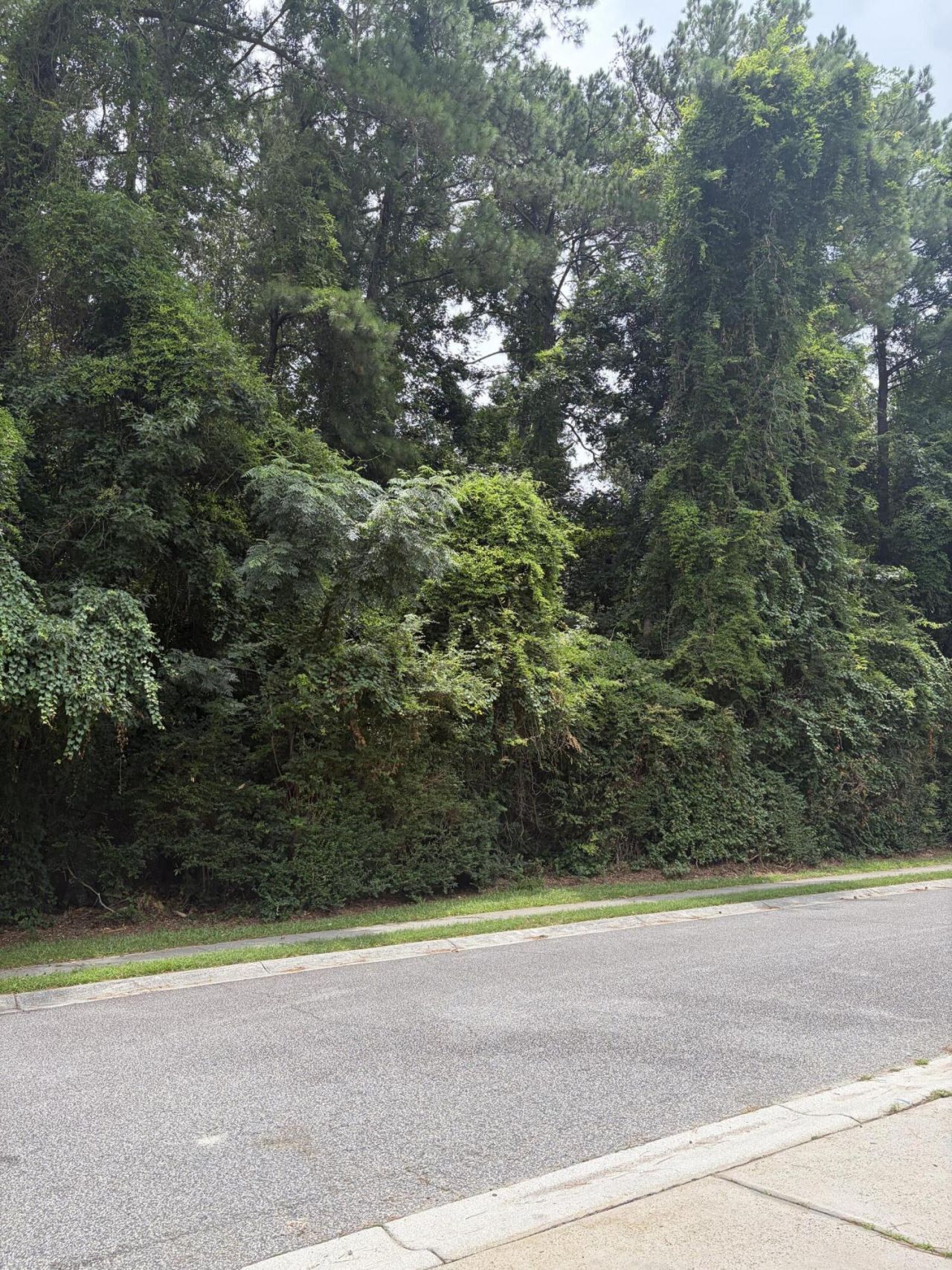 131 Highwoods Plantation Avenue Photo 36