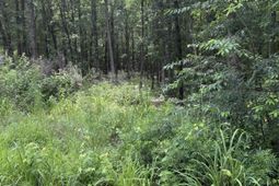 1409 Mullis Road photo 4