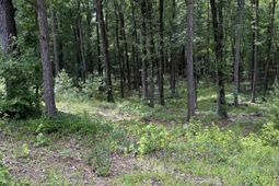 1409 Mullis Road photo 4