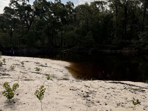 10 ACRES Wildcat Ln - Satilla River, Waycross, GA 31503