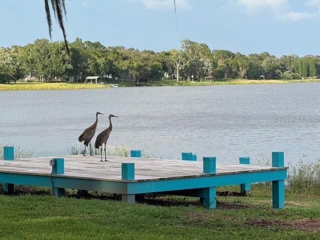 11310 Donneymoor Drive, Riverview, FL 33569 Photo