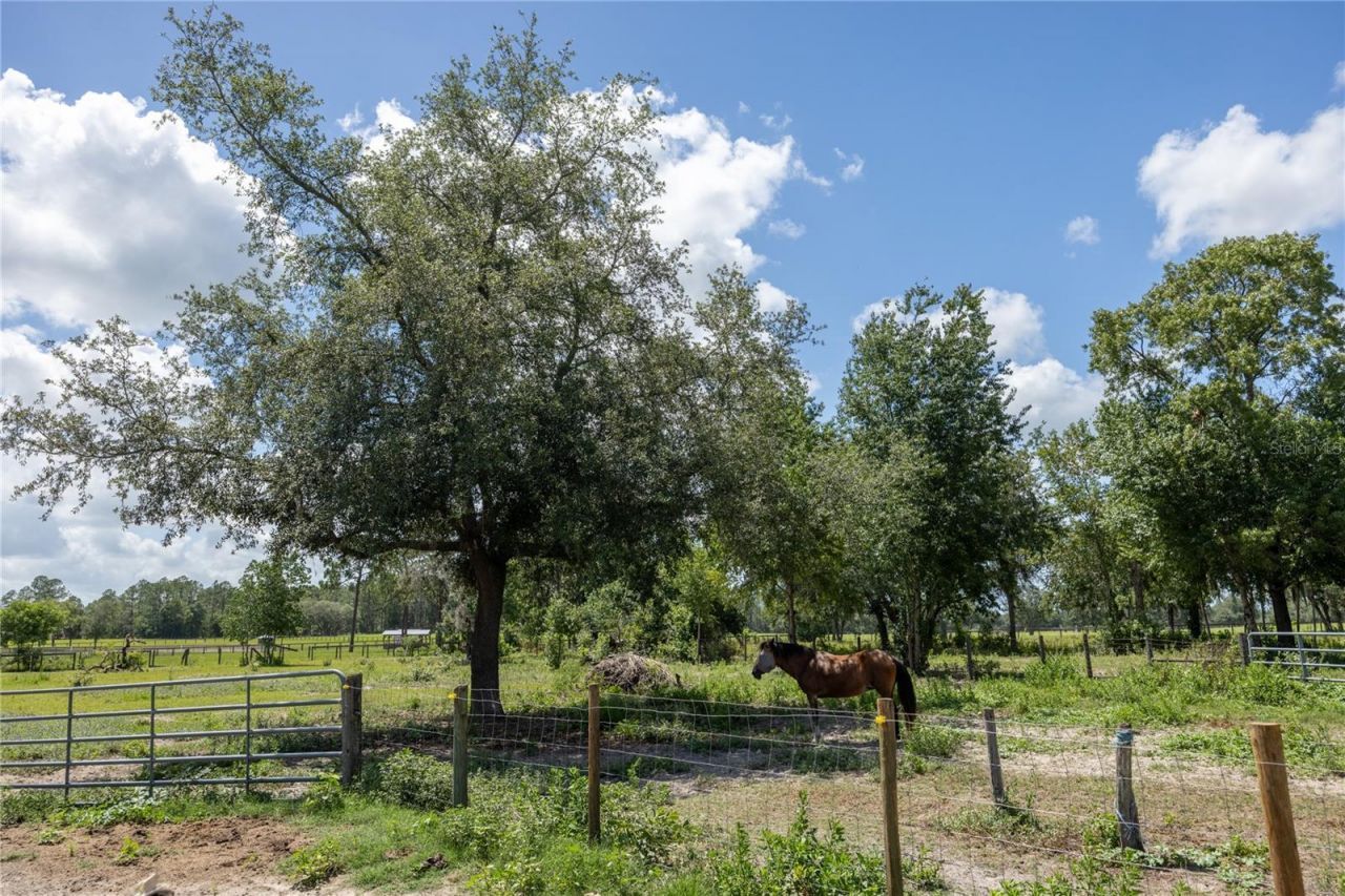 11751 SE 16th Lane , Morriston, FL 32668 Photo