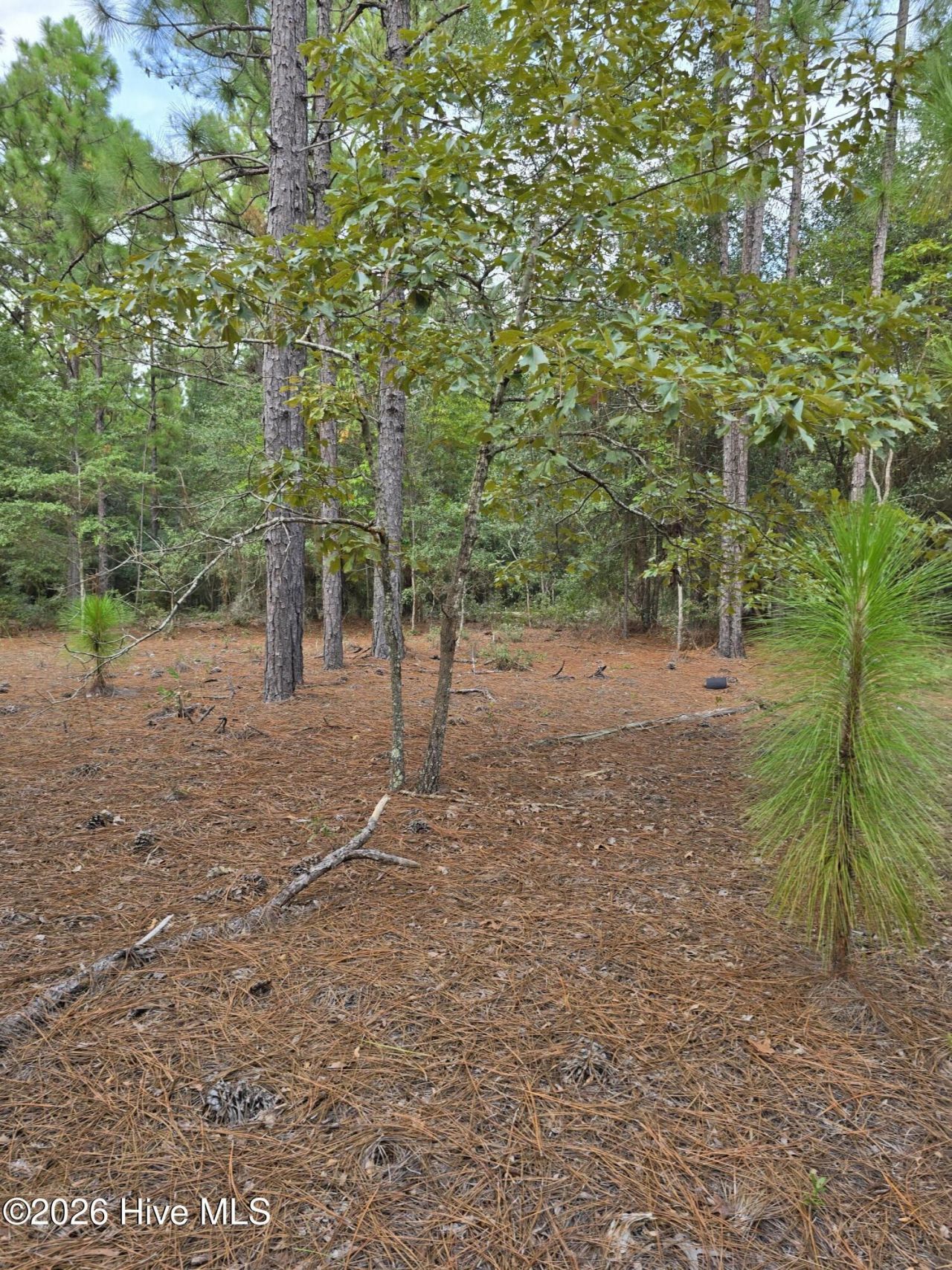 317 R J Johnson Road Photo 8