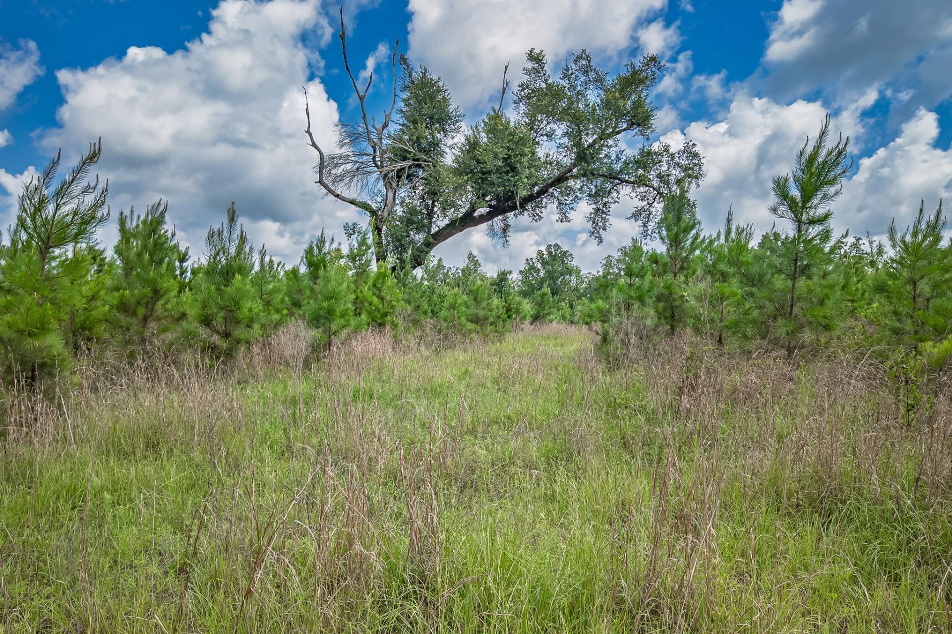 Xxx NE Hickory Grove Road , Pinetta, FL 32350 Photo