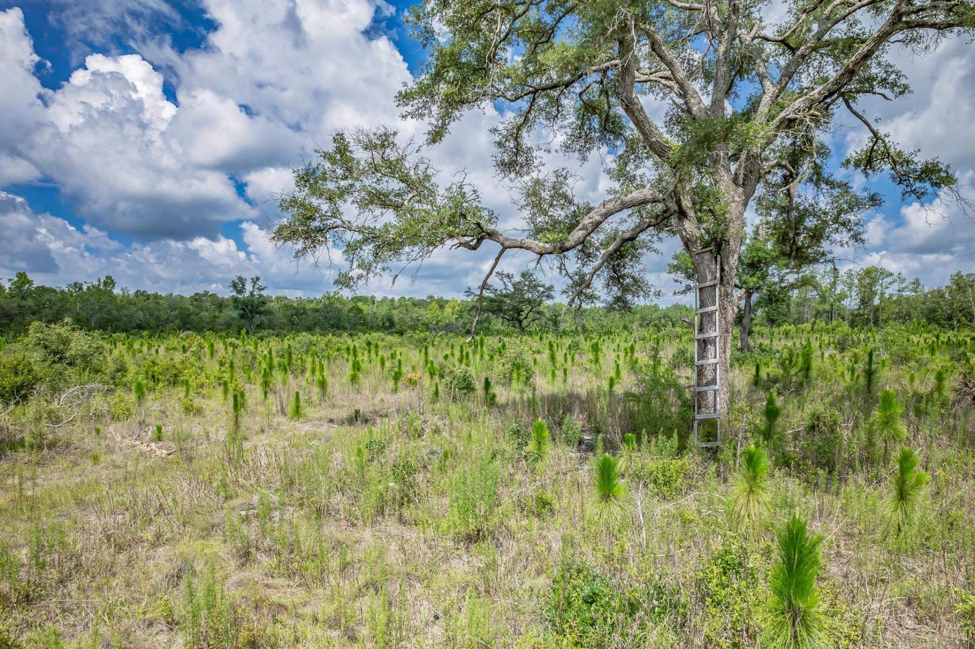 Xxx NE Hickory Grove Road , Pinetta, FL 32350 Photo