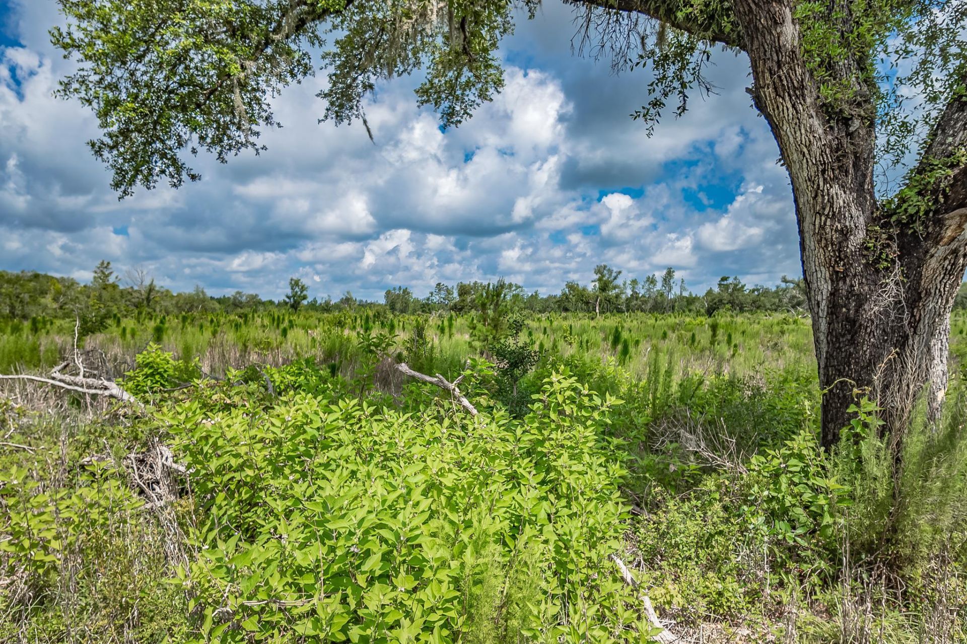 Xxx NE Hickory Grove Road , Pinetta, FL 32350 Photo