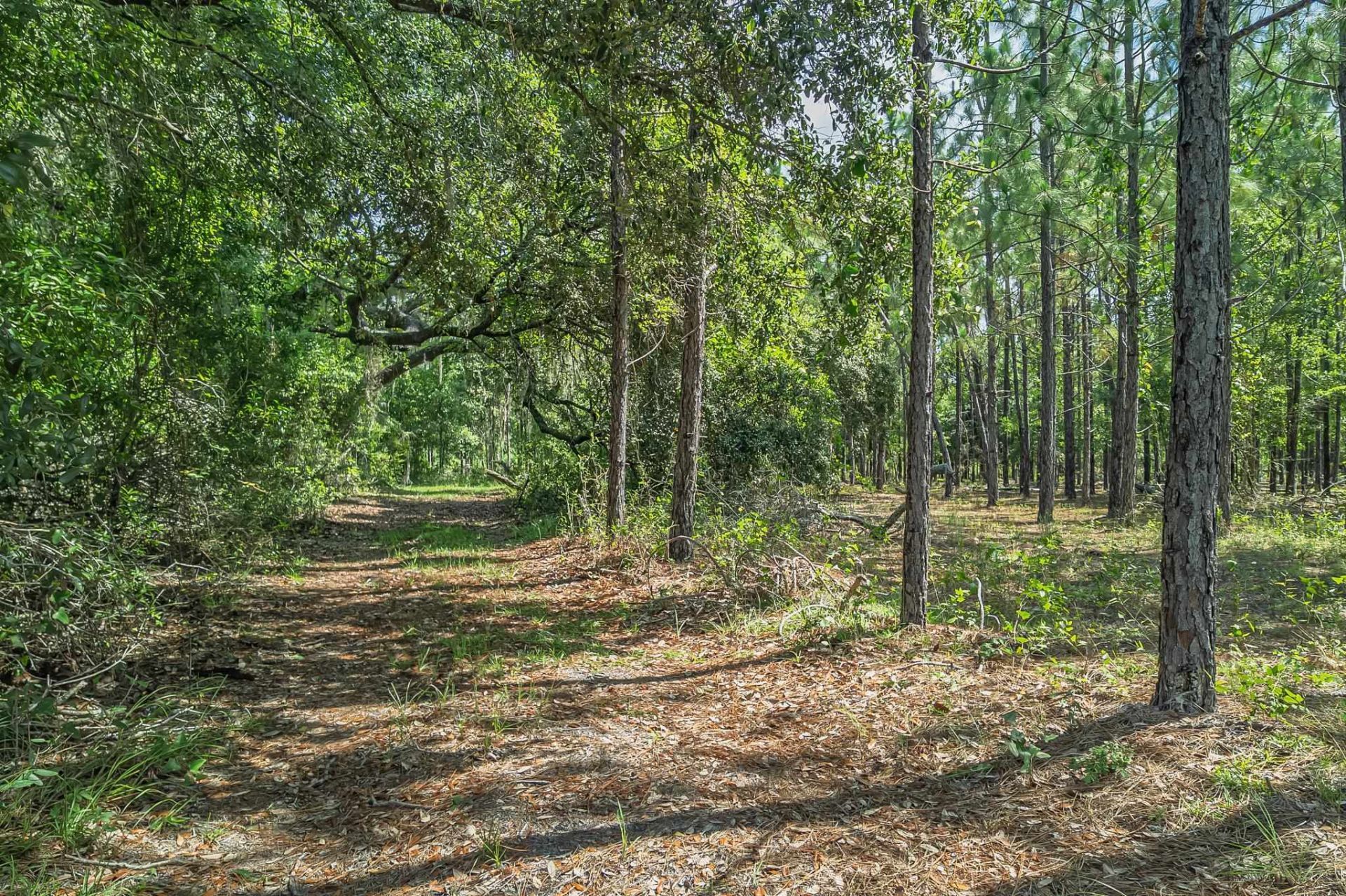 Xxx NE Hickory Grove Road , Pinetta, FL 32350 Photo