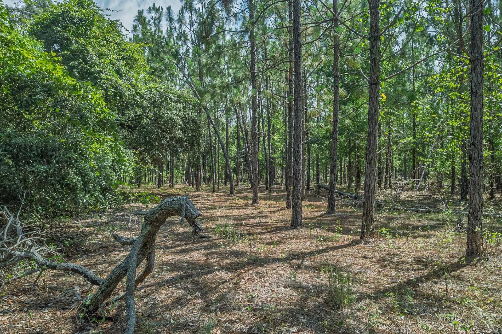 Xxx NE Hickory Grove Road , Pinetta, FL 32350 Photo