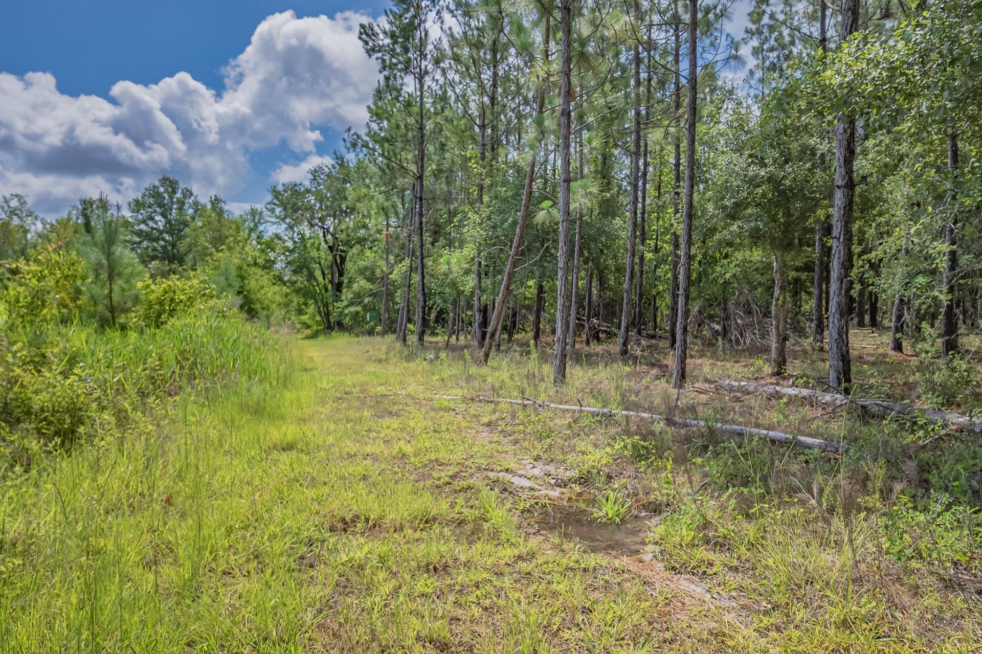Xxx NE Hickory Grove Road , Pinetta, FL 32350 Photo
