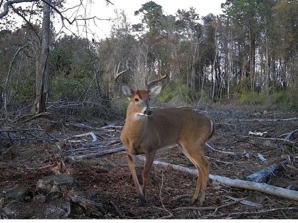 SW WIRE RD, Lee, FL 32059