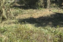 609 Jungle Road photo 4