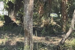 609 Jungle Road photo 4