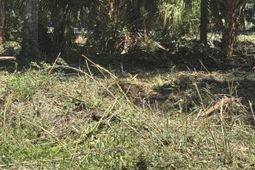 609 Jungle Road photo 4