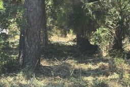 609 Jungle Road photo 4