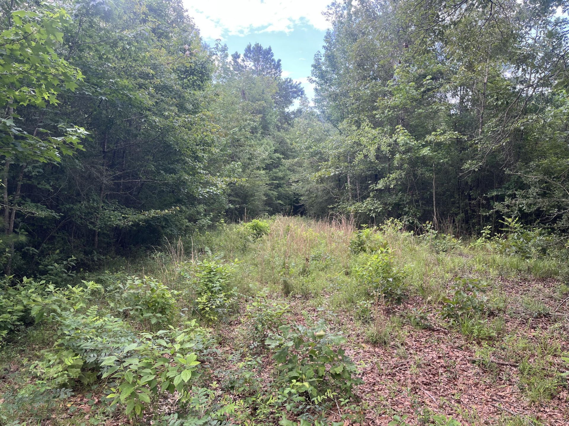 10 Mol Ac Betty Sanderson Rd., Waynesboro, MS 39367 Main Photo