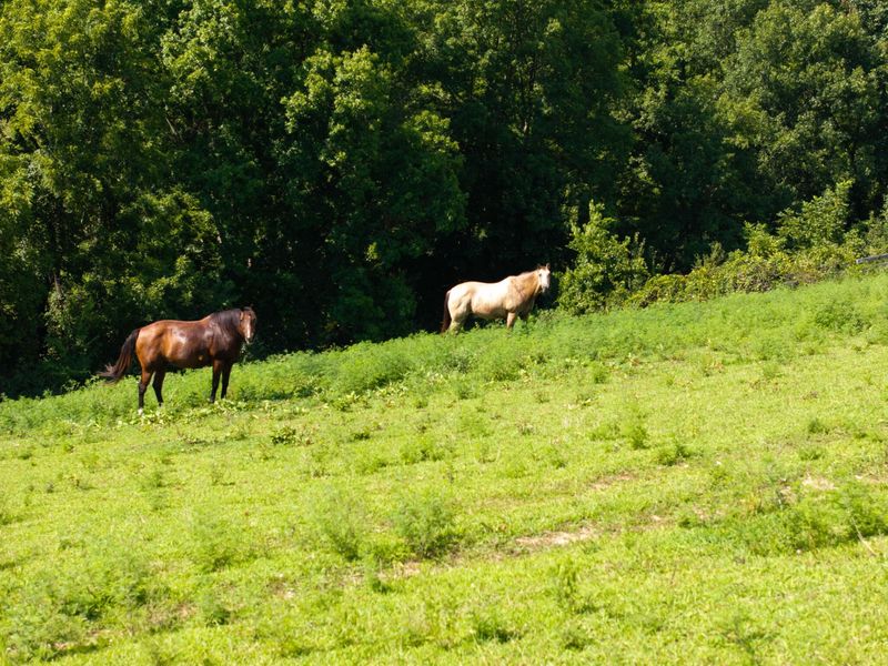 250 Boltz Lake Road, Dry Ridge, KY 41035 Photo 36