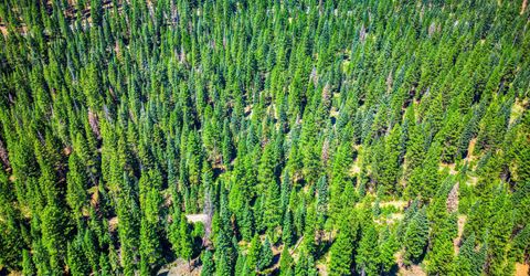 10680 Highway 36, Lake Almanor, CA 96137 Photo