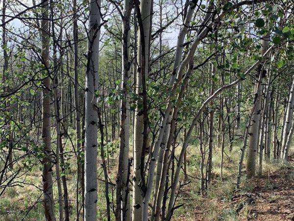 540 Vulture Lane , Como, CO 80432