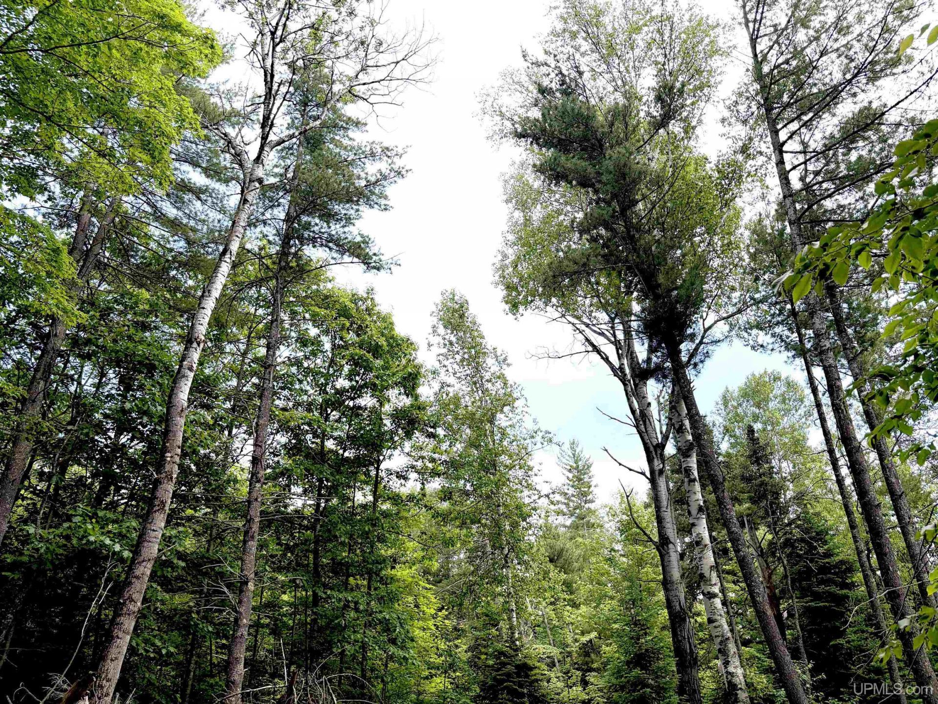 Tbd Westwood Drive, Ishpeming Twp, MI 49849 Main Photo