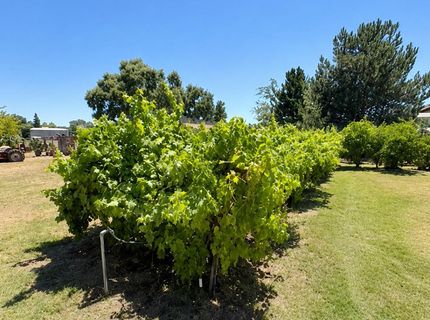 8781 Dillard Rd, Wilton, CA 95693 Photo