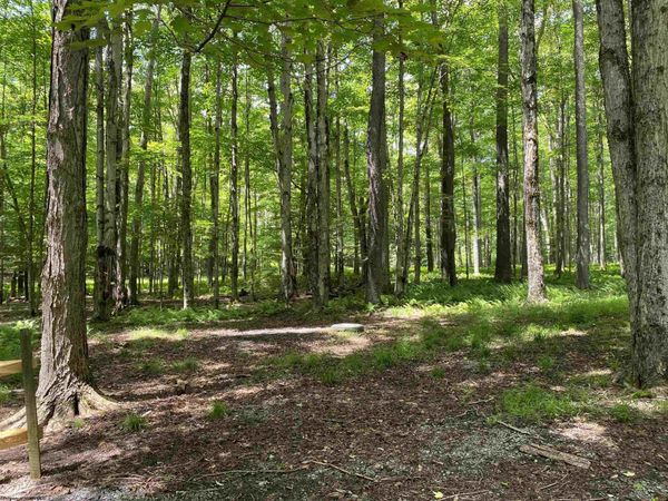 Lot 42 Bobcat Road, Davis, WV 26260