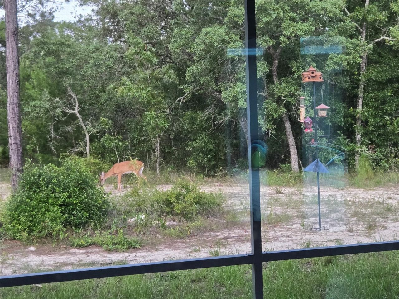 14610 Hidden Deer Trail, Brooksville, FL 34614 Photo