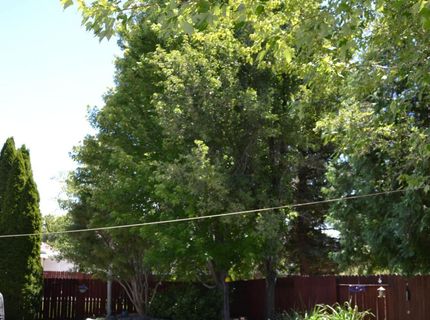1848 Bougainvillea Drive, Minden, NV 89423 Photo