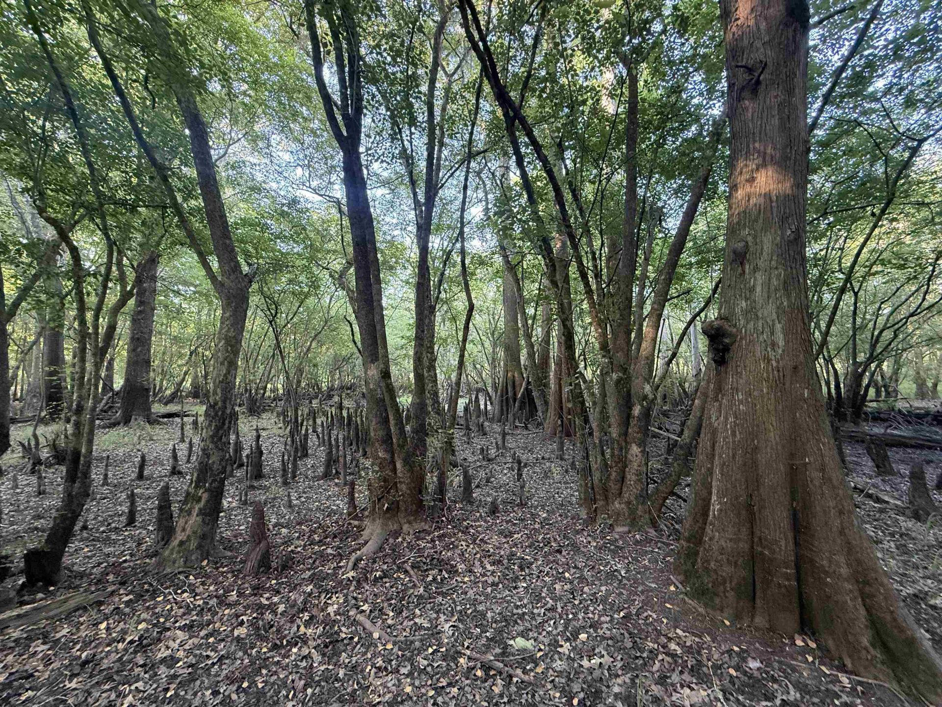 0.80 Acres-tbd Cantley Landing Rd.  Photo 11