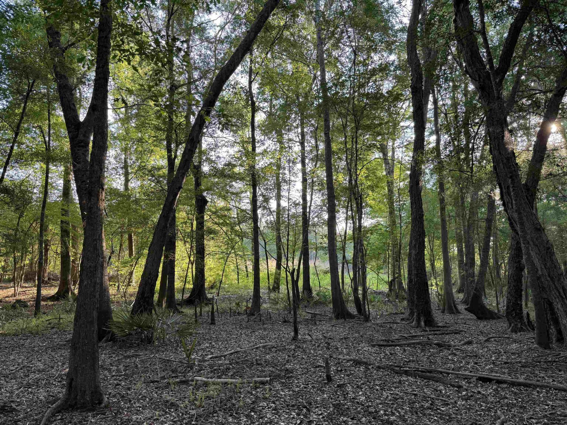 0.80 Acres-tbd Cantley Landing Rd.  Photo 9