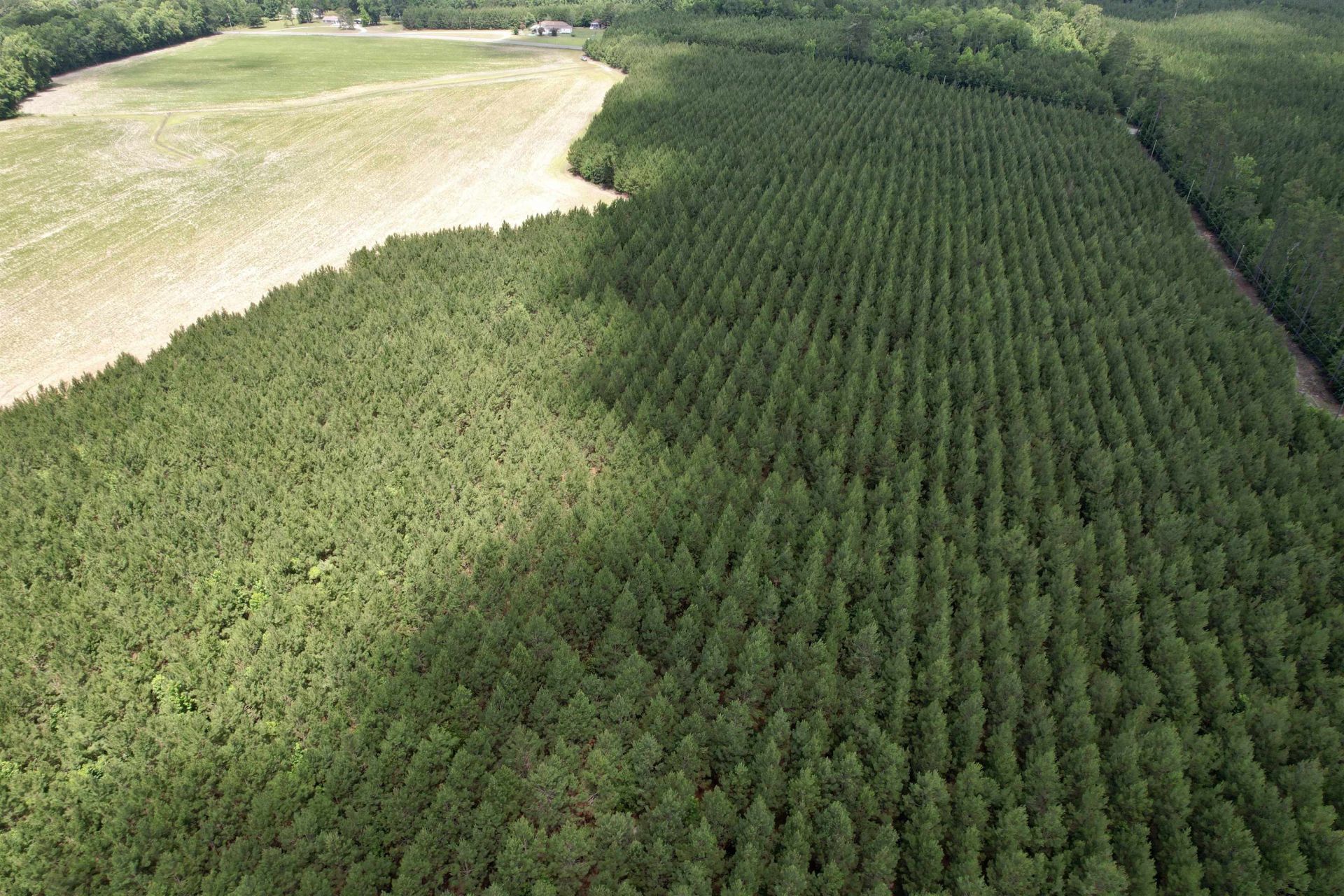 83.03 Acres - Birch Creek Rd. Photo 13