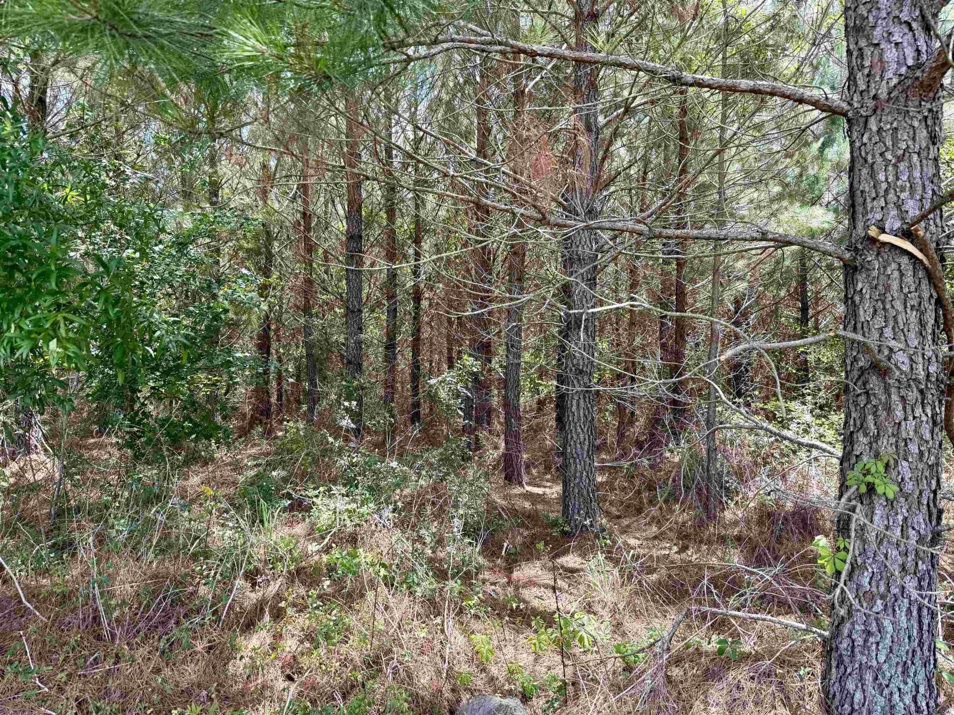 83.03 Acres - Birch Creek Rd. Photo 18