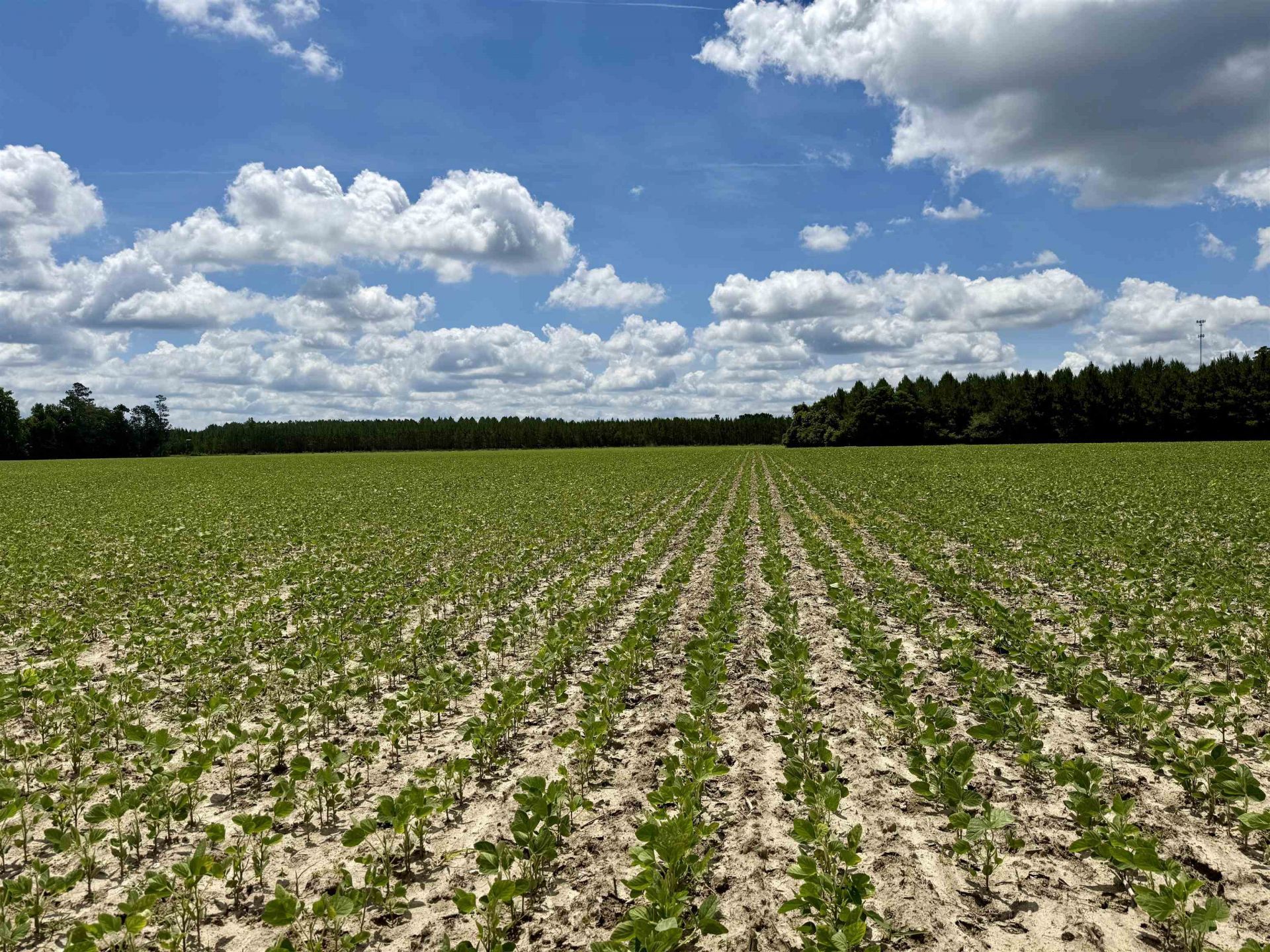 83.03 Acres - Birch Creek Rd. Photo 19
