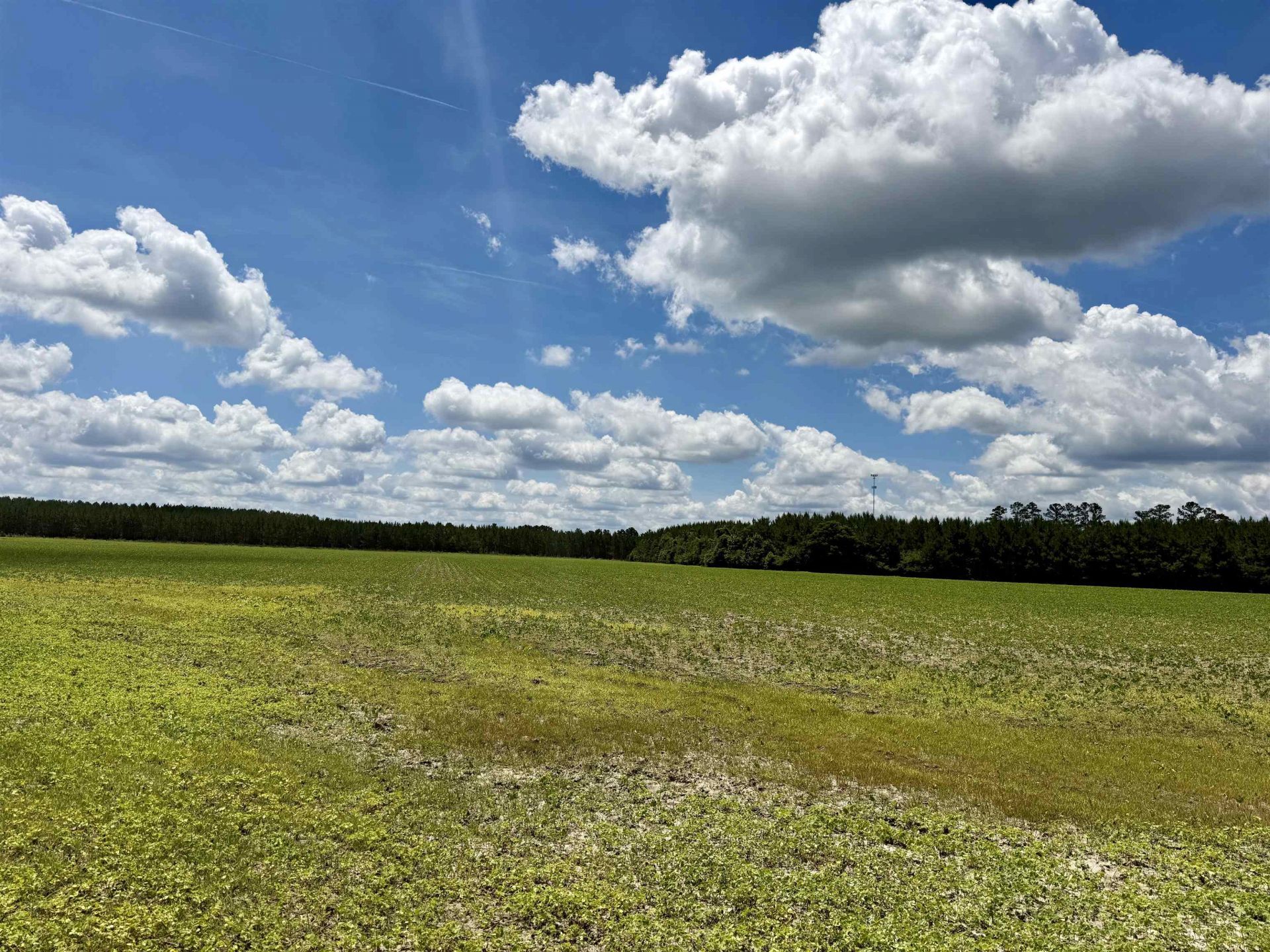 83.03 Acres - Birch Creek Rd. Photo 21