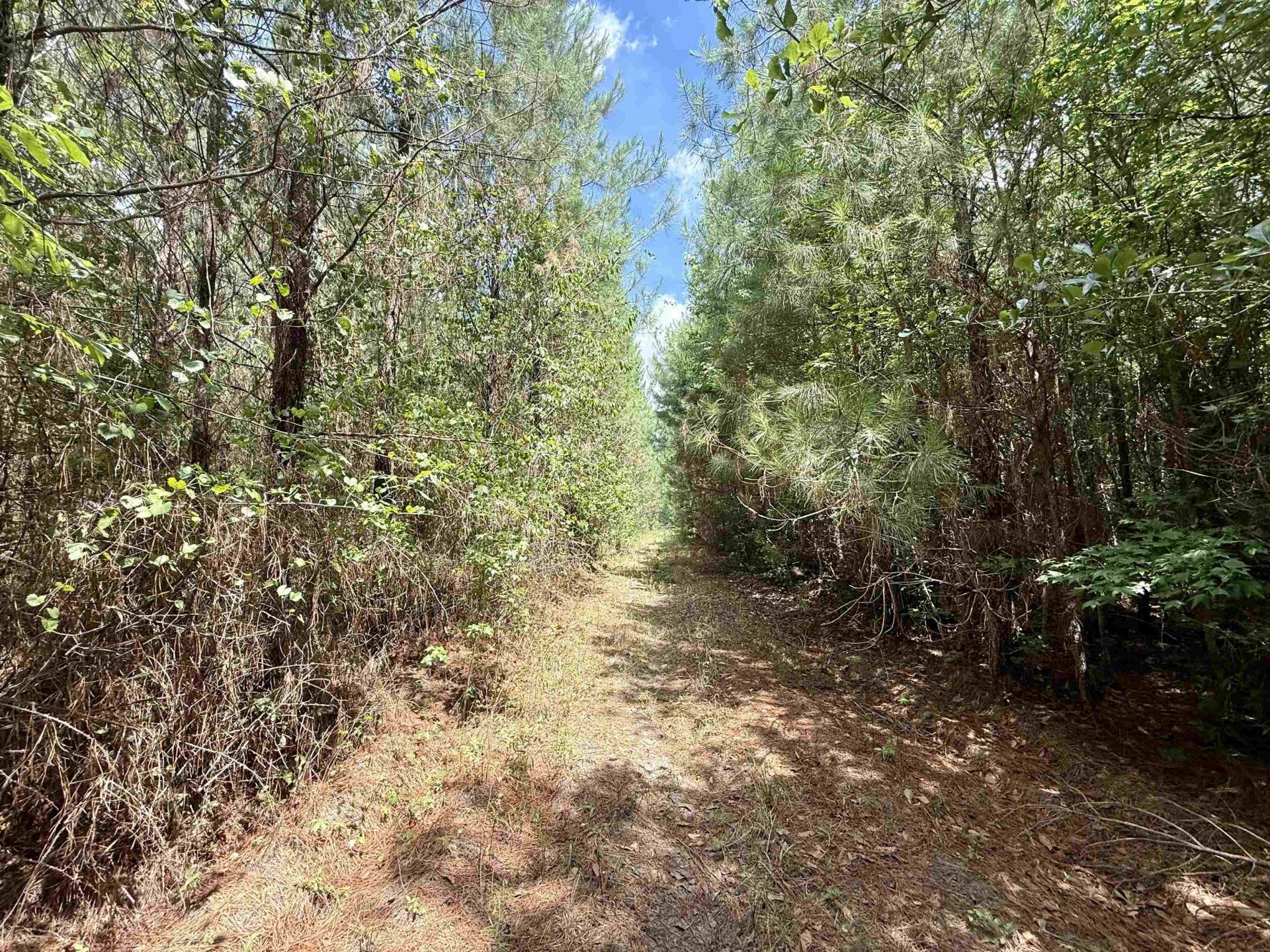 83.03 Acres - Birch Creek Rd. Photo 22