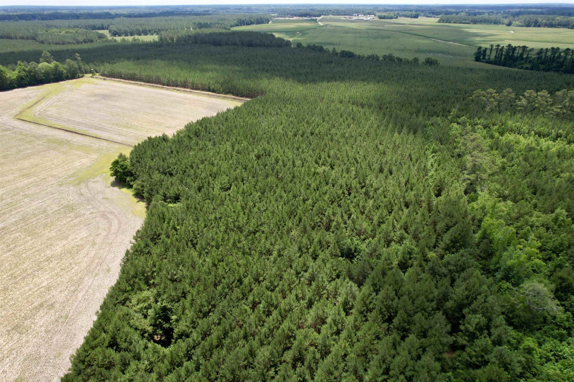 83.03 Acres - Birch Creek Rd. Photo 8