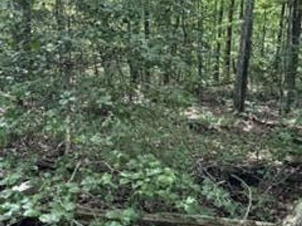 850 Lick Hollow Drive, Grandview, TN 37337