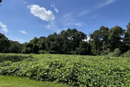 0 Low Country Highway photo 4