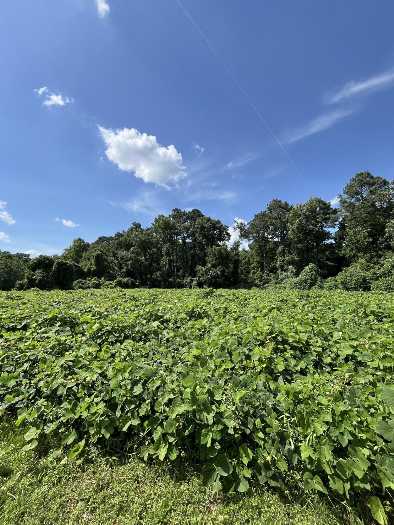 0 Low Country Highway Photo 4
