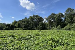 0 Low Country Highway photo 4