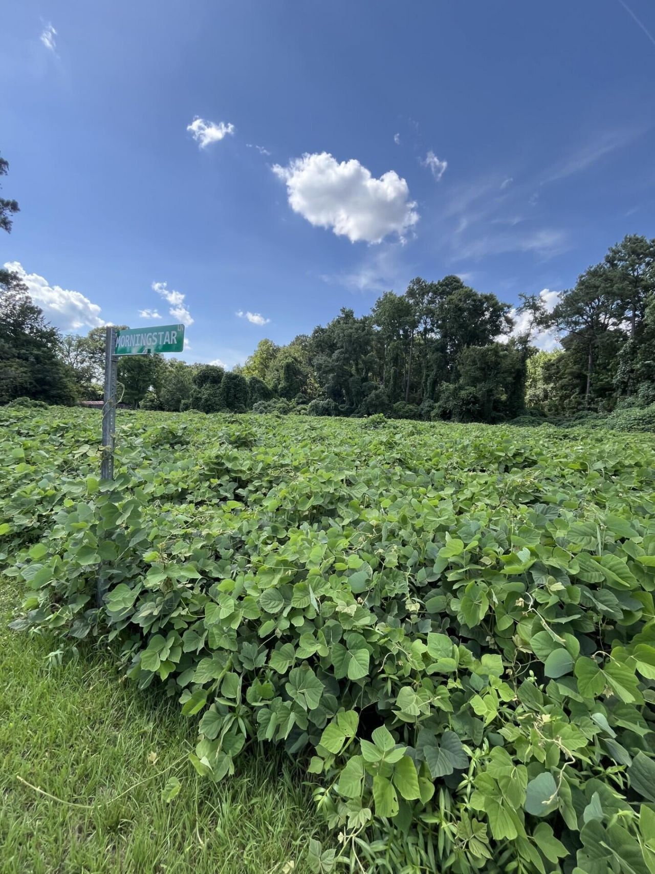 0 Low Country Highway Photo 6