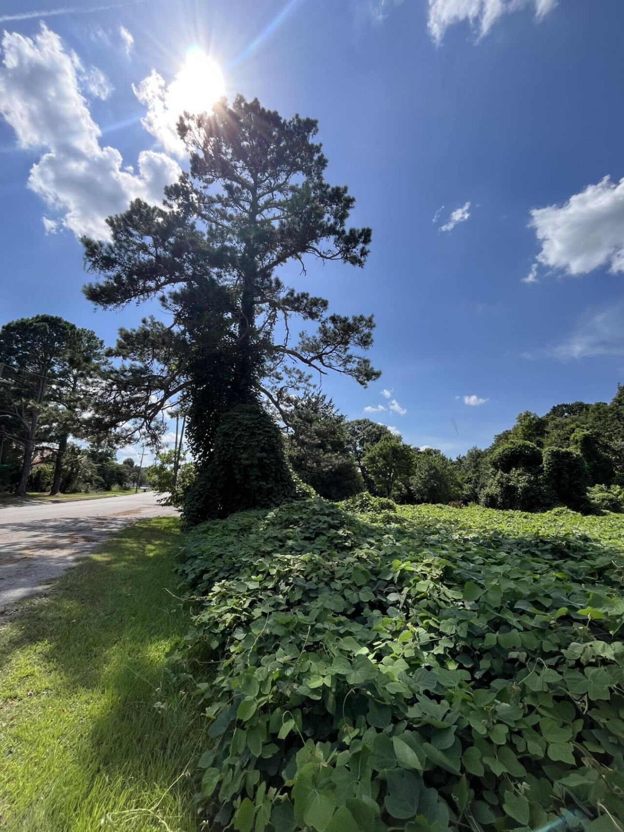 0 Low Country Highway Photo 7