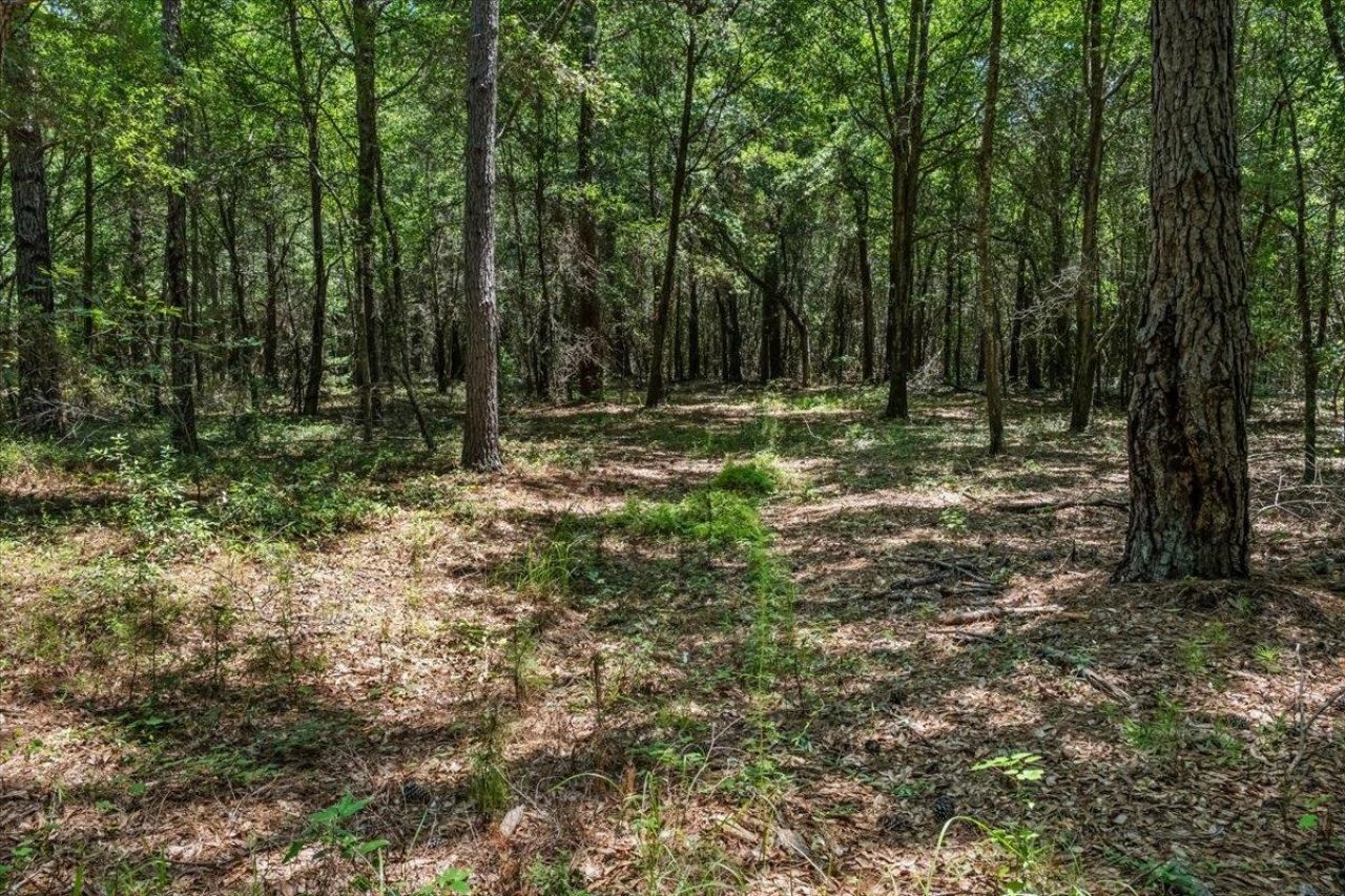 Tbd 5.3 Acres Springtown Rd  Photo 4