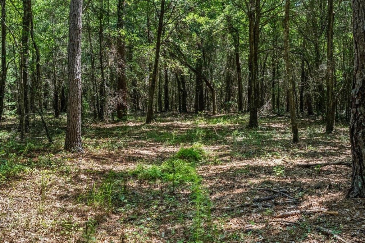 Tbd 5.3 Acres Springtown Rd  Photo 5