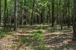 Tbd 5.3 Acres Springtown Rd  photo 4