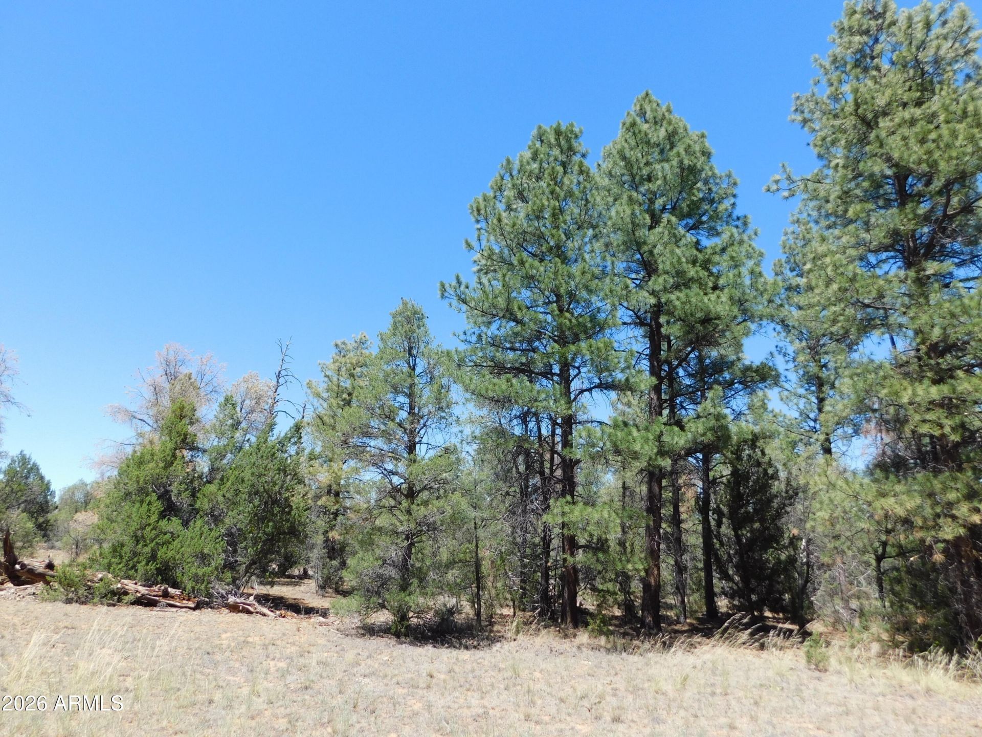3100 Pinewood Drive, Lot #083B, Overgaard, AZ 85933 Main Photo