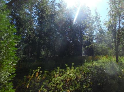 5301 Lone Star Rd, Wilseyville, CA 95257 Photo
