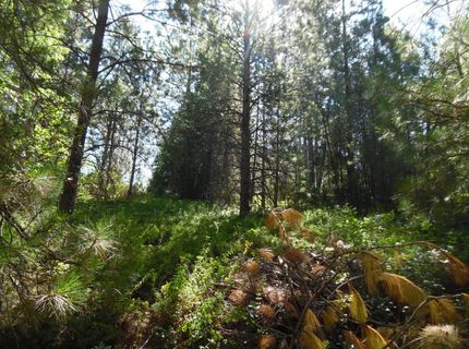5301 Lone Star Rd, Wilseyville, CA 95257 Photo